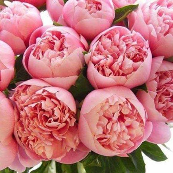 Meet your Posher, Verna - Picture 1 of 1